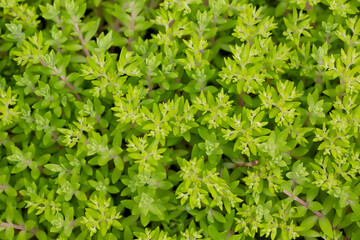 Sedum sarmentosum, known as stringy stonecrop, gold moss stonecrop, and graveyard moss, in spring