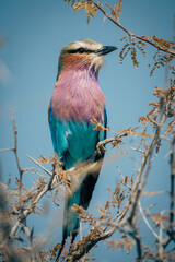 Gabelracke auf einem Ast eines Kameldors, Etosha Nationalpark, Namibia