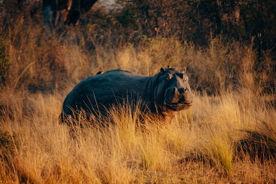 Flusspferd steht im Licht der aufgehenden Sonne im hohen Gras am Ufer des Kwando River, Caprivi, Namibia