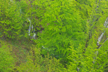 Spring forest, top view. Young green leaves on trees in April, natural background
