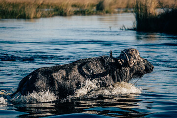 Portrait eines durch das Wasser schwimmenden Kaffernbüffel (Syncerus caffer) im Marschland des Kwando River (Caprivi, Namibia)