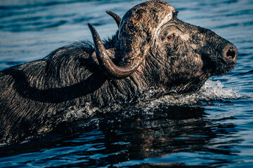 Close Up - Portrait eines durch das Wasser schwimmenden Kaffernbüffel (Syncerus caffer) im...