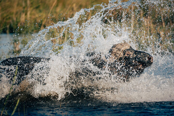 Portrait eines durch das Wasser schwimmenden und rennenden Kaffernbüffel (Syncerus caffer) im...