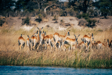 Naklejka na ściany i meble Eine Herde Lechwe Antilopen (Kobus leche) steht im hohen Gras am Ufer des Kwando River, Caprivi, Namibia