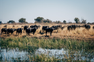 Naklejka na ściany i meble Eine Gruppe Kaffernbüffel (Syncerus caffer) im Marschland des Kwando River in der Nachmittagssonne (Caprivi, Namibia)