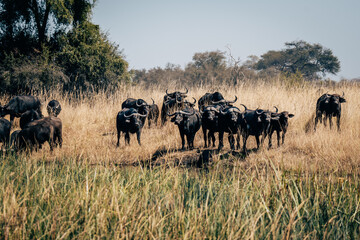 Naklejka na ściany i meble Eine Gruppe Kaffernbüffel (Syncerus caffer) im Marschland des Kwando River in der Nachmittagssonne (Caprivi, Namibia)