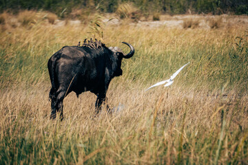 Obraz premium Kaffernbüffel (Syncerus caffer) mit Madenhackern auf dem Rücken streift durch das Marschland des Kwando River (Caprivi, Namibia)