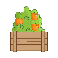 peppers growing in a container