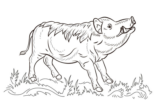 Animals. Black and white image of a large wild boar, coloring book for children.
 Vector drawing. 