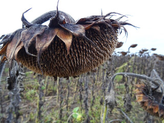 Ripe sunflower crop in the field, baskets with seeds for oil production