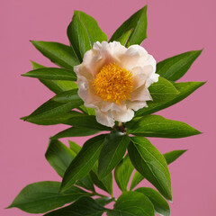 Delicate cream peony flower with yellow center isolated on pink background.