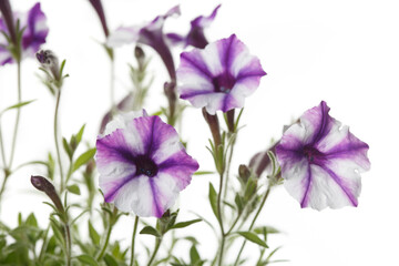 Obraz na płótnie Canvas White-purple petunia flowers isolated on white background.