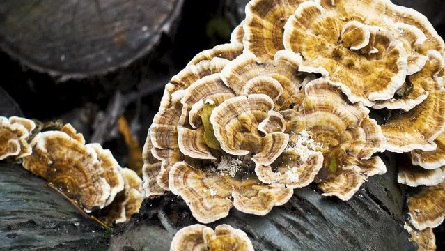 Toadstool mushrooms on the trunk of a fallen tree. Old tree stumps are covered with toadstool mushrooms. The concept of wildlife, flora, mushrooms.