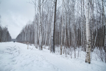 Path through a snowy winter forest.