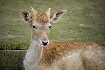 deer in the forest