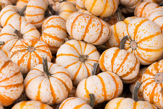 Detailed close-up of white and orange striped carnival pumpkins in a pile. Sale at a pumpkin farm in autumn in October. Great background image.