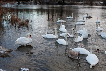 white swans group on the lake swim well under the bright sun