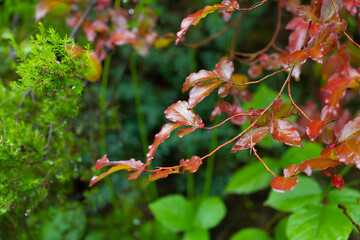 Blueberry leaves scarlet pink leaves