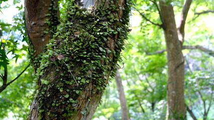 Tree trunk close-up with forest background, nature wood texture.