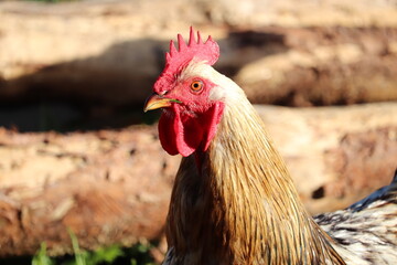 Tête de coq