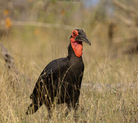 Southern Ground-Hornbill  © WildlensWildlife