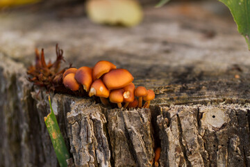 Red mushrooms on a tree brak. Nature background with red mushrooms on a tree bark on autumn day.