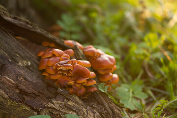 Red mushrooms on a tree brak. Nature background with red mushrooms on a tree bark on autumn day.