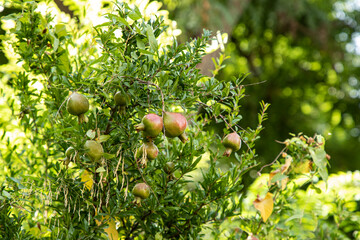 
Fig tree in the alhambra park