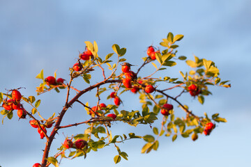 Red and ripe rose hip berries on a bush on sunny autumn day