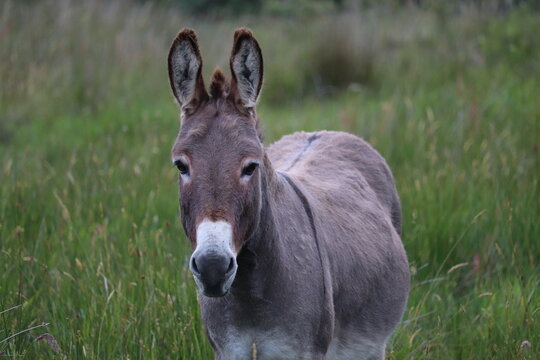 Portrait d'un &acirc;ne dans une prairie