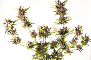 Medical Cannabis Cbd in flowering stage 