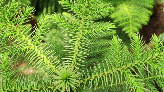 Closeup Of a Beautiful Conifer Tree In Boreal Forest