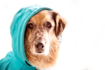 Funny big dog wearing bright blue hoodie sitting, face portrait close-up, white background copy space