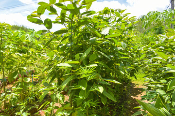 green Thai herb farm kratom leaves for health
