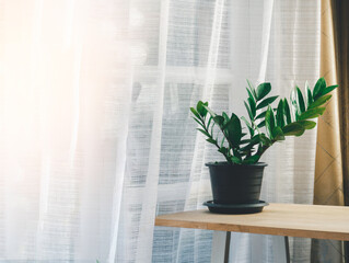ZZ plant, Zamioculcas Zamiifolia. Green Tree in pots on the wooden table. Concept at home interior gardening filled plants in Spring. Template. Auspicious trees, trees purify the air. thee in house. 