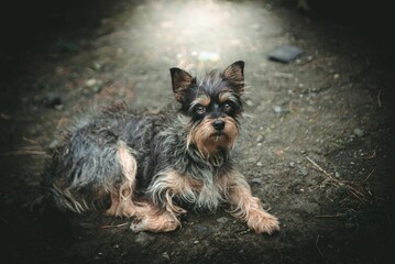 Cute Yorkshire Terrier dog lying on the ground. - Powered by Adobe