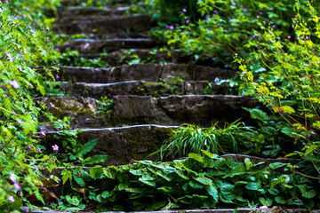 Steps covered in moss and greenery