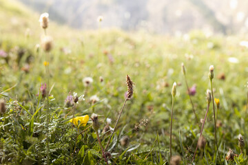 Bright summer alpen meadow with green grass and different blooming flowers in golden sunlight on...