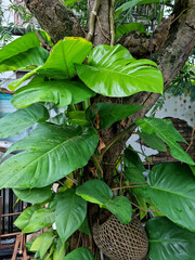 It is a tropical tree in Vietnam.