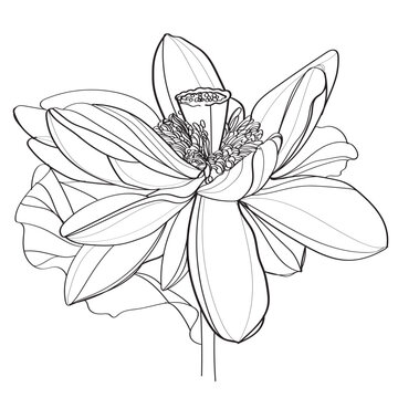 hand drawn illustration of a flower