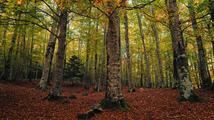 Colored undergrowth In Autumn season