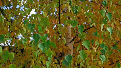 Autumn banner with fall yellow and green birch leaves background. Template for advertising, poster, card. Pattern with neutral, natural colors. Minimal, stylish, trend concept. 