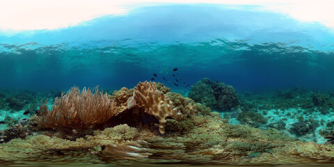 Tropical fishes and coral reef at diving. Underwater world with corals and tropical fishes. Virtual Reality 360.