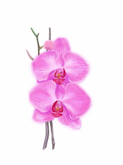 Pink orchid. Hand- painted, isolated on white.