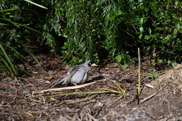 Noisy miner bird, manorina melanocephala, standing on the ground amongst plant life, the bird's feathers recently preened