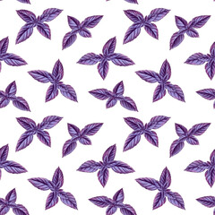 drawing seamless pattern with basil with purple leaves, leaf vegetable, aromatic herbs, hand drawn illustration