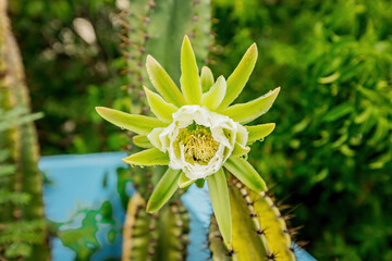 Macro view of Cactus flower of white color in Mexico