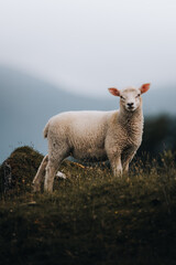 lamb in fields 