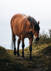 horse in the meadow