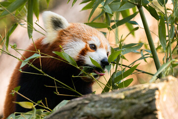 Naklejka premium A very beautiful red Panda (Ailurus fulgens) sits on a tree between branches with bamboo leaves.